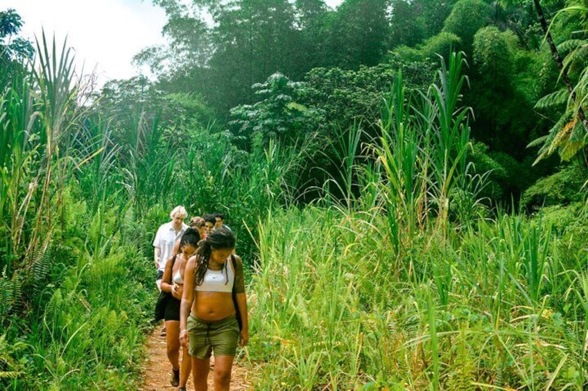 A group of people walking on a dirt path surrounded by lush green vegetation. 5