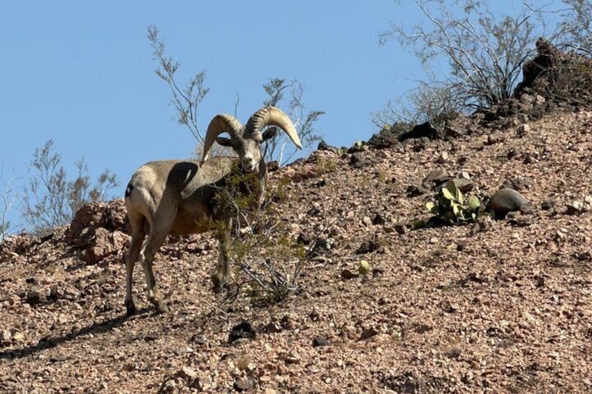 Une chèvre de montagne sur un versant rocheux. 3