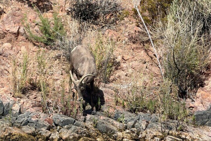Un mouflon d'Amérique broutant sur un terrain rocheux où la végétation est rare. 2