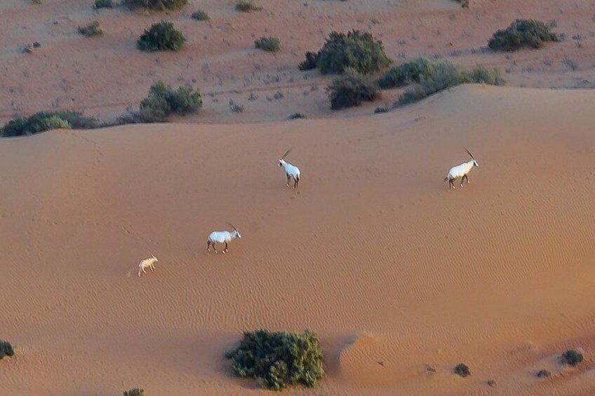 Dubai Balloon Ride and Breakfast, Camel, Falconry and Transfers 2