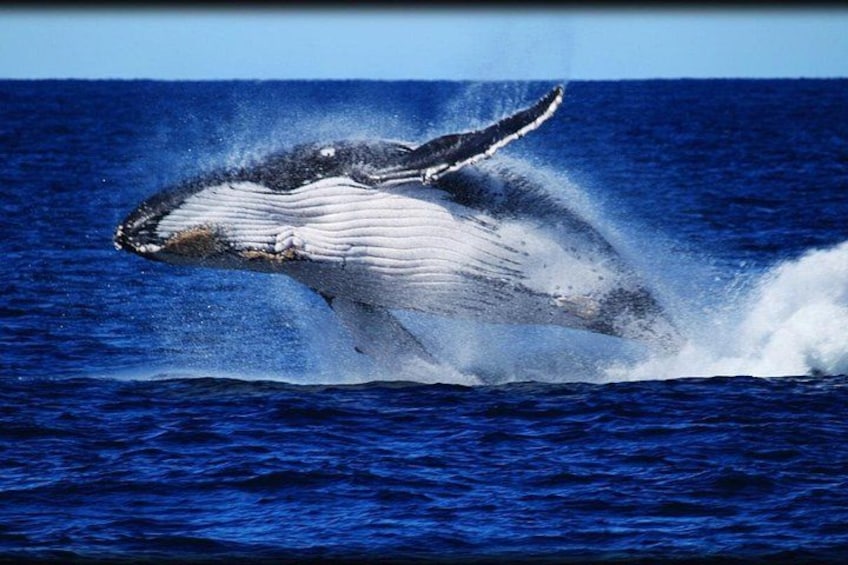 Een bultrugwalvis springt uit de oceaan. 3