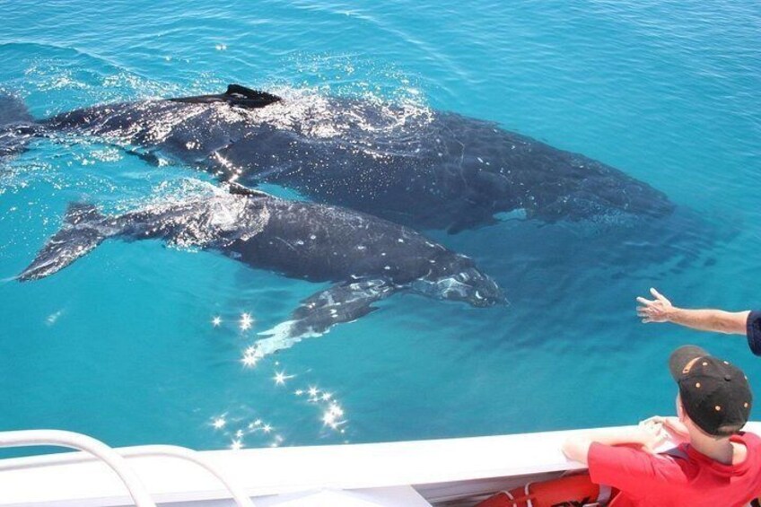Mother and Calf 2
