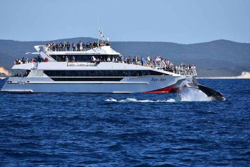 Een grote witte jacht genaamd 'Eye Spy' met passagiers op het dek, een walvis die vlak voor de boeg uit het water springt, en een bergachtige kustlijn op de achtergrond. 2