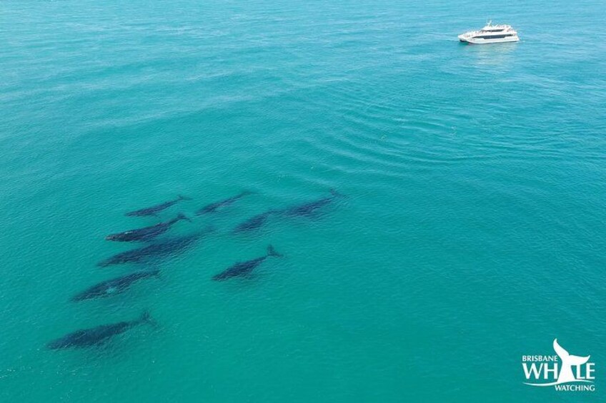 Un grupo de delfines nadando en aguas turquesas, con un barco a lo lejos. 2