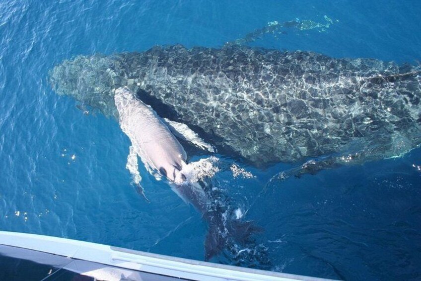 New Born Calf 2