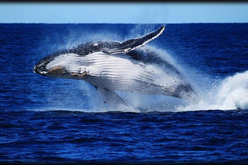 Una ballena jorobada emerge del agua abriendo la boca, creando un gran chapoteo en el océano. 3
