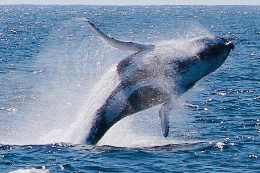 Big Breach 3