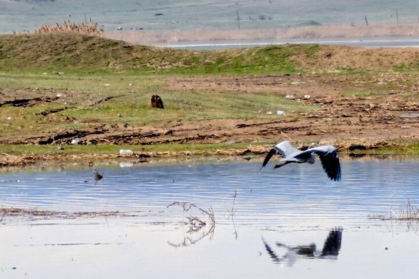 A bird flying over a body of water with a grassy area and a hill in the background. 1