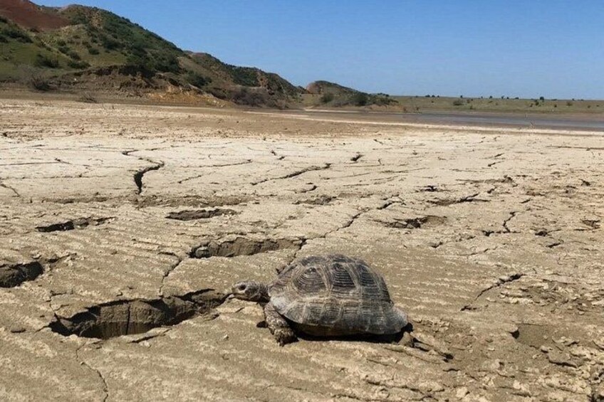 A tortoise on a cracked dry surface with sparse vegetation in the background. 2