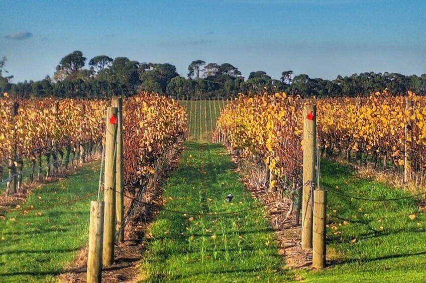 Mornington Peninsula Day Tour. Your Day Your Way. Your group only 3