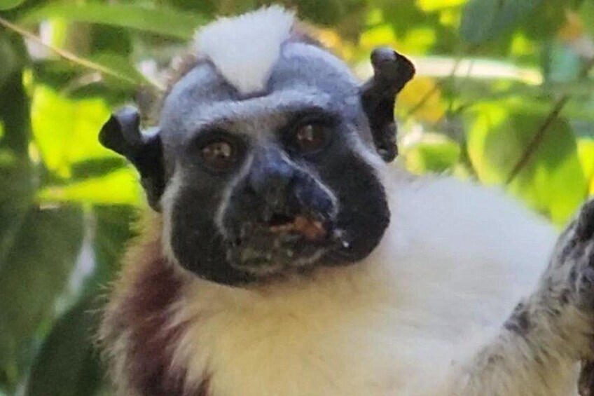 Un singe à la fourrure noire et blanche, avec une touffe de poils blancs sur la tête, et un arrière-plan de feuillage verdoyant. 1
