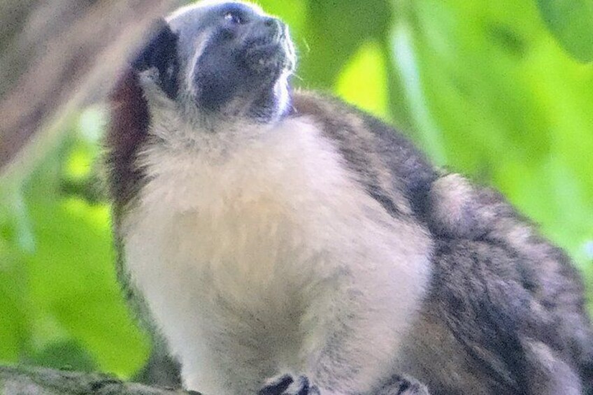 Ancon Hill Walking Tour: Sloths, Wildlife & Panama City Views 2