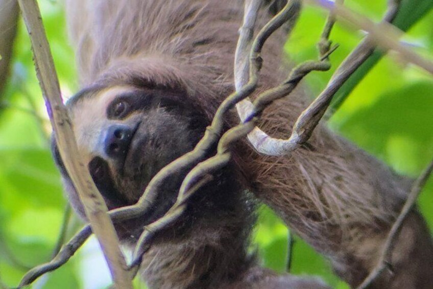 Ancon Hill Walking Tour: Sloths, Wildlife & Panama City Views 3