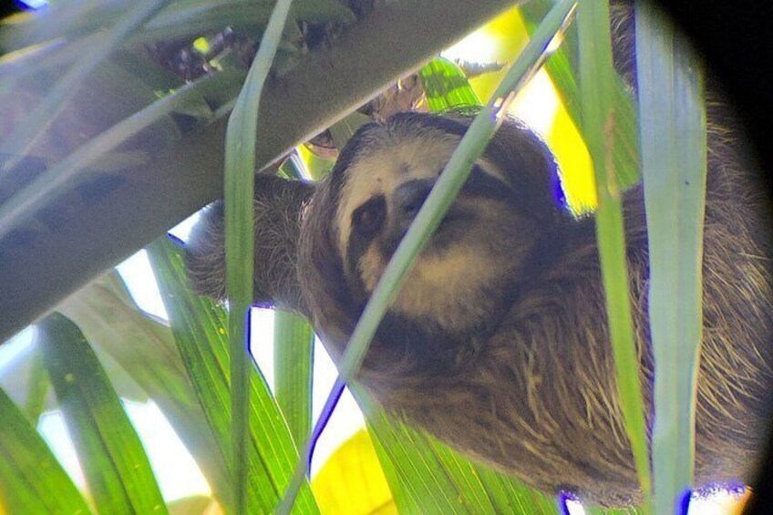 A sloth hanging from a tree branch, surrounded by green leaves. 5