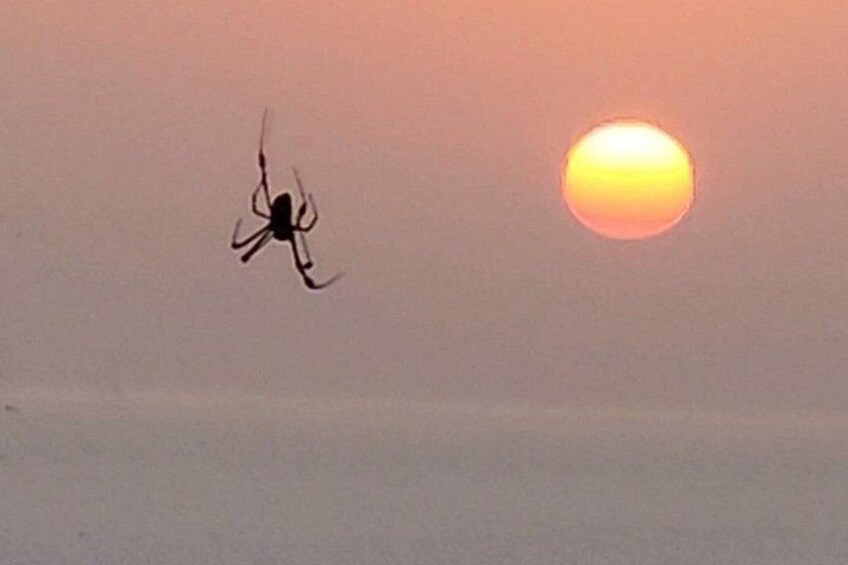 Une araignée suspendue en l’air, sur fond de coucher de soleil. 5
