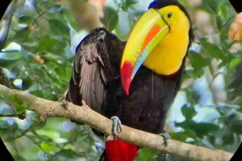 Ancon Hill Walking Tour: Sloths, Wildlife & Panama City Views 1