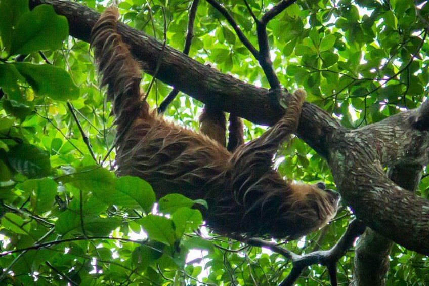Un gorille suspendu à une branche d’arbre dans une forêt dense. 2