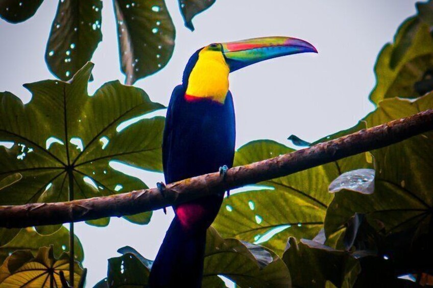 Un ave de colores posada en una rama rodeada de hojas verdes grandes. 1