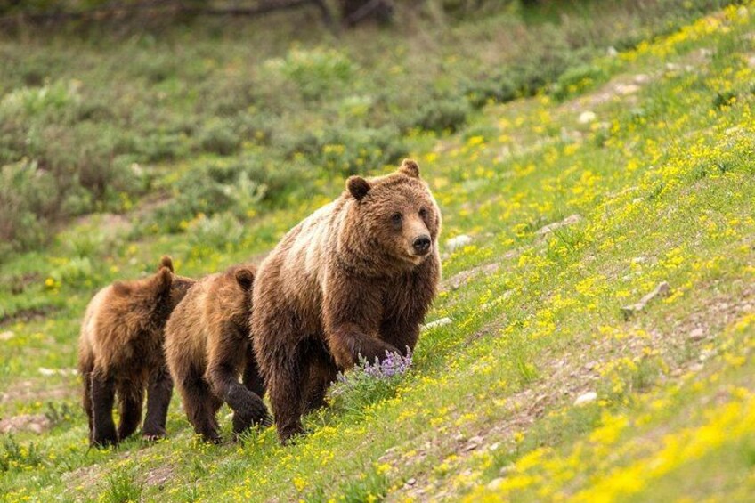 Private Full-Day Yellowstone National Park Tour 2