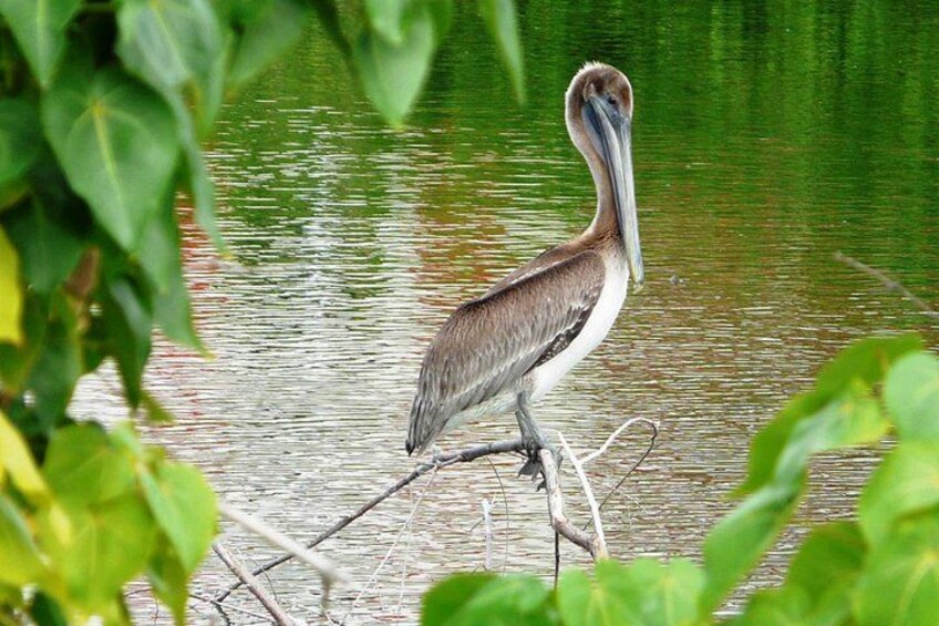Ein Vogel auf einem Ast über dem Wasser. 1