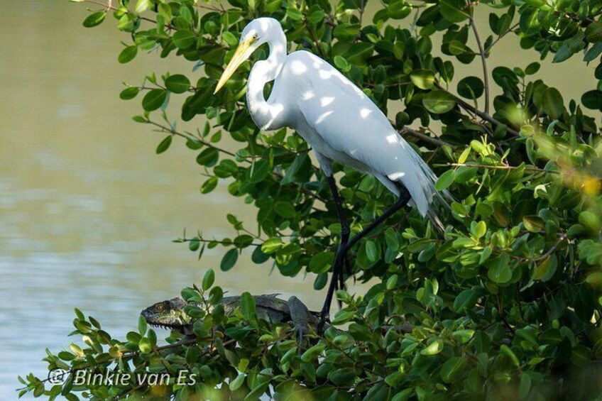 A white bird perched on green foliage by a body of water. 2