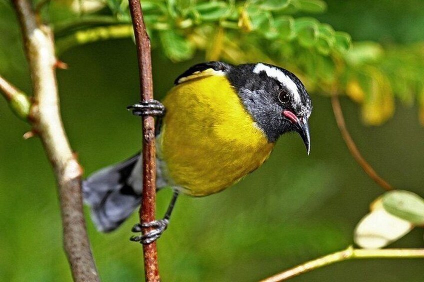 St.Martin-St.Maarten: Small Group, Birding / Bird Watching Tour 3