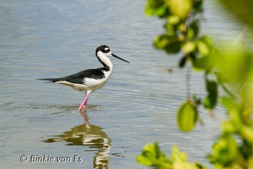 Een zwart-wit vogel die in ondiep water staat, met roze poten. 3