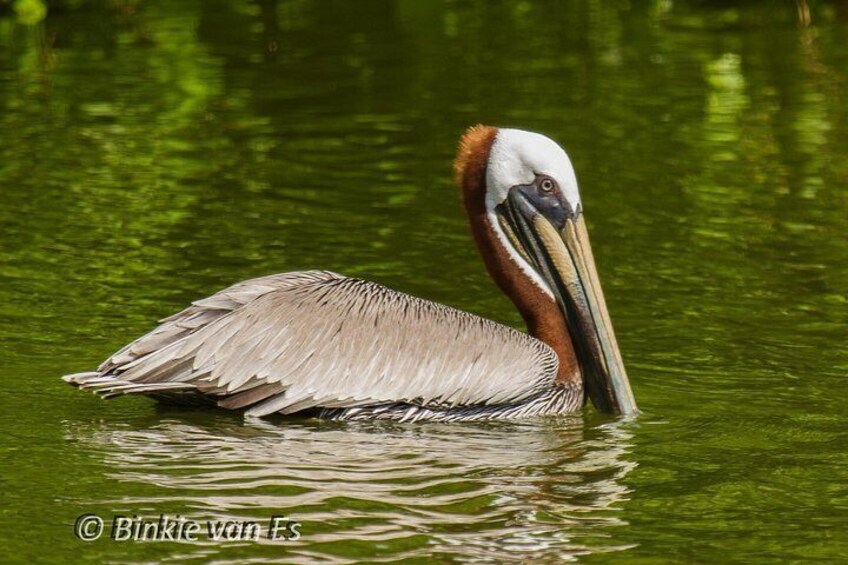 St.Martin-St.Maarten: Small Group, Birding / Bird Watching Tour 5