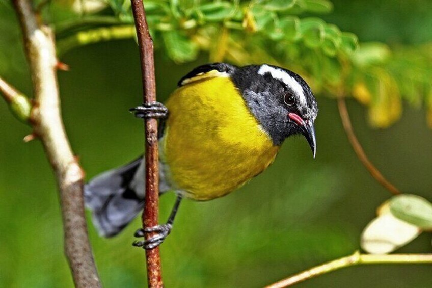 A bird perched on a branch. 3