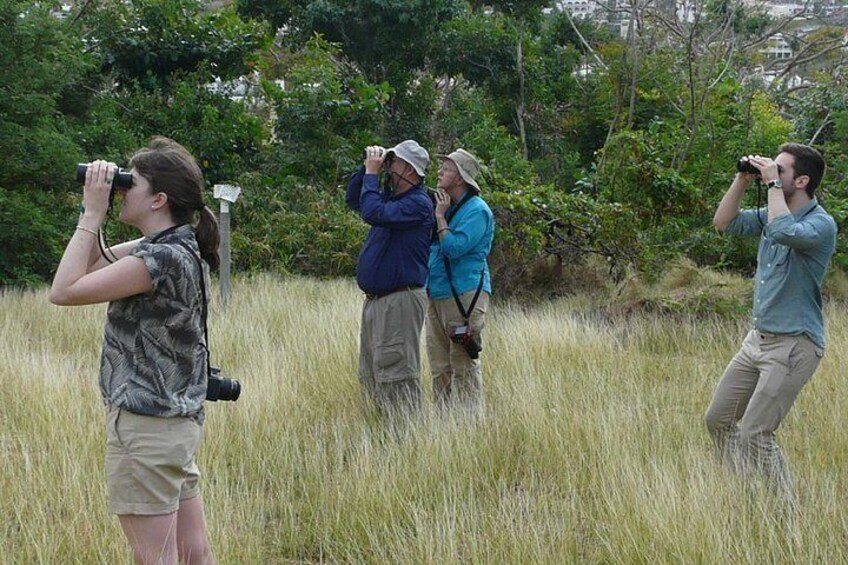 St.Martin-St.Maarten: Small Group, Birding / Bird Watching Tour 4