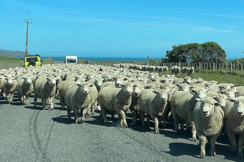Traffic jam en route to Cape Palliser! 5
