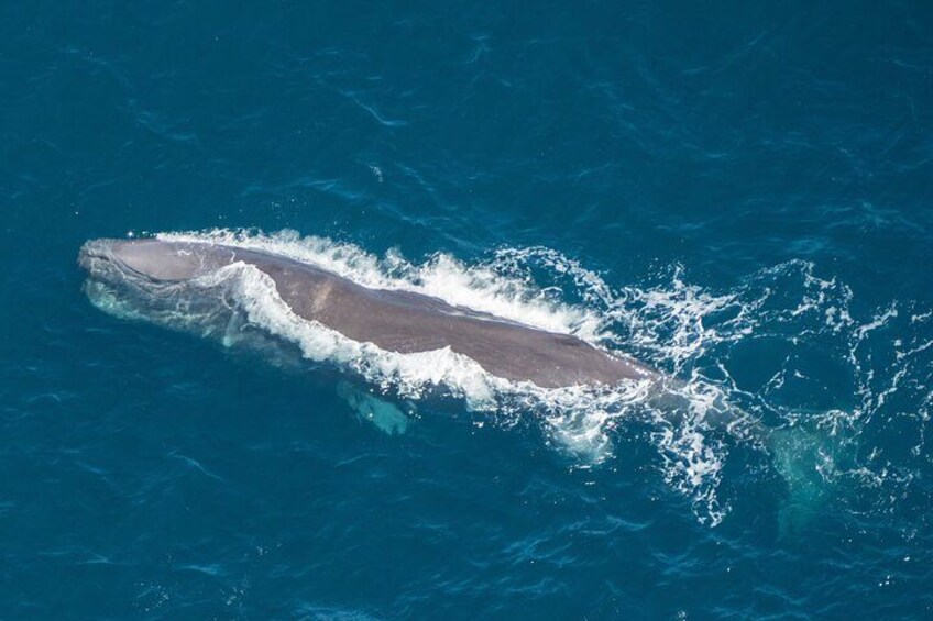 Kaikoura Helicopters whale watching, New Zealand. 2