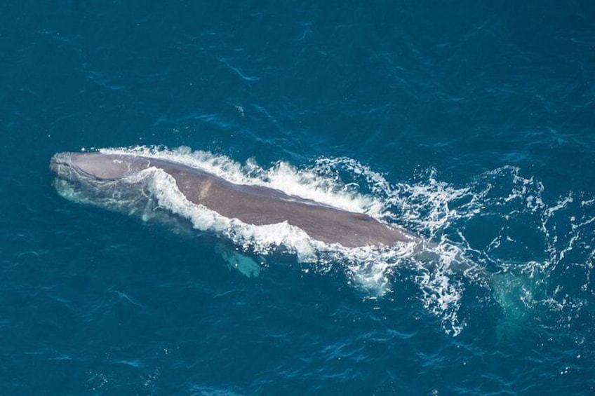 Een grote walvis zwemt in de oceaan. 2