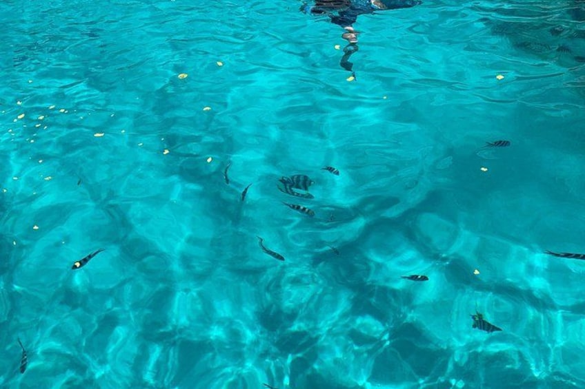 Clear turquoise water with fish swimming. 2