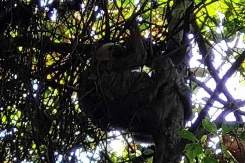 Panama City, Lake Gatun Adventure : Monkey Island 3