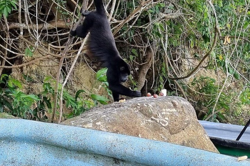 A bear standing on a rock with a pile of food on top. 2