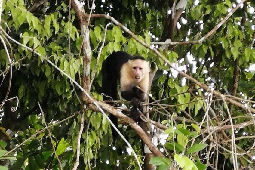A monkey in a dense forest with green foliage and branches. 5