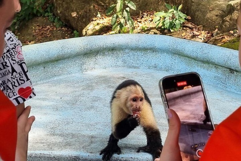 A monkey on a blue platform with people taking photos. 3