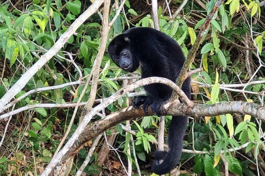 Panama City, Lake Gatun Adventure : Monkey Island 2