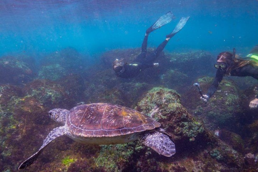 Snorkel with Turtles Gold Coast 2