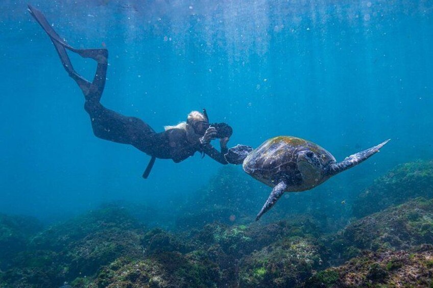 Snorkel with Turtles Gold Coast 3