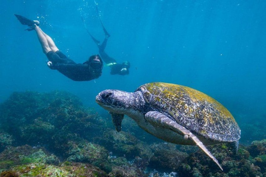 Snorkel with Turtles Gold Coast 4