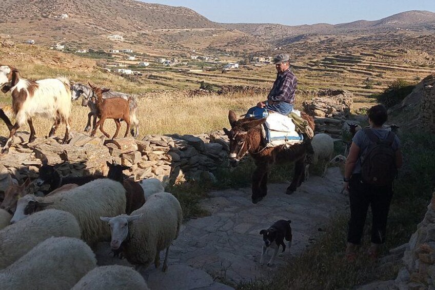 Ios Island Trekking Tours: Discover Ios Unexplored 2
