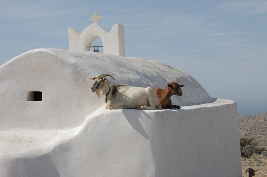 Ios Island Trekking Tours: Discover Ios Unexplored 3