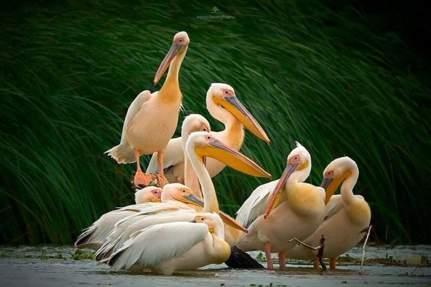 A group of pelicans standing on a wet surface with a green background. 4