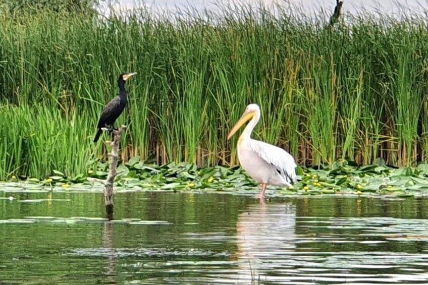 Two birds standing in water with tall grass in the background. 5