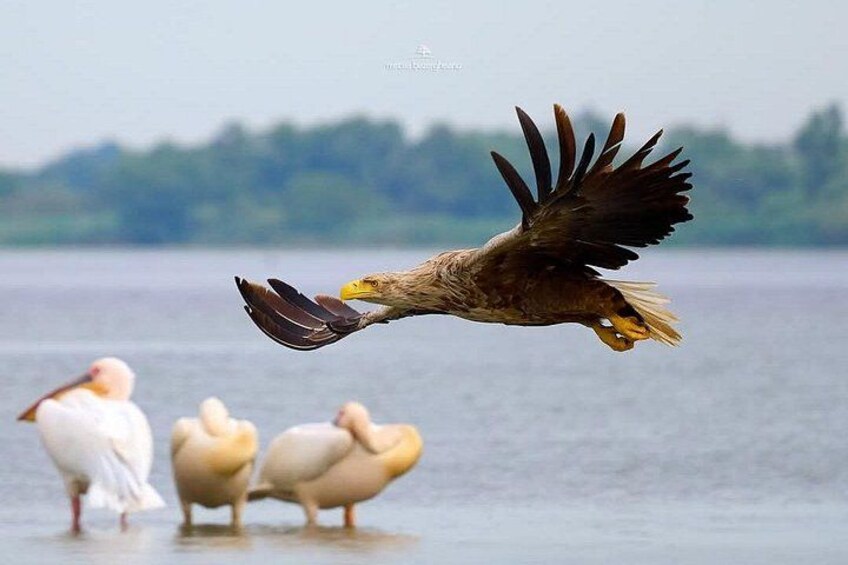A bird of prey in flight over water with several other birds on the shore. 3