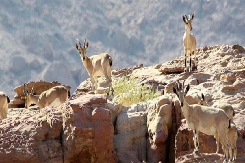 Wadi Mujib Ibex Trail Hiking Experience with Amman Tour & Panorama Dead Sea 1