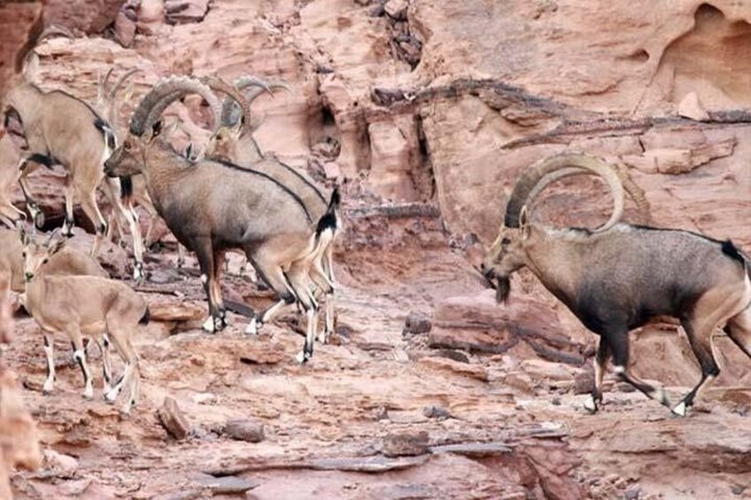 Wadi Mujib Ibex Trail Hiking Experience with Amman Tour & Panorama Dead Sea 2