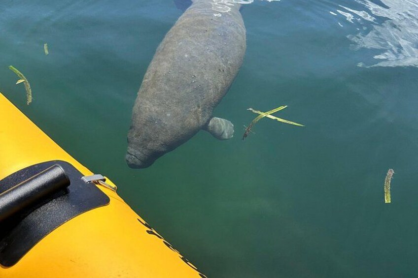 Un'imbarcazione con decorazioni giallo nero, un lamantino che nuota vicino alla barca e una razza gialla nell'acqua. 5